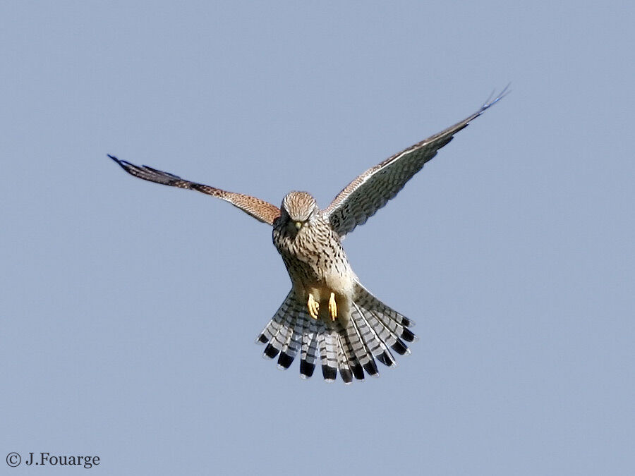 Common Kestrel