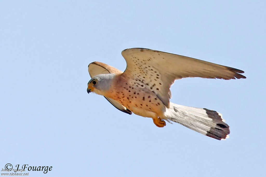 Lesser Kestrel male adult, Flight