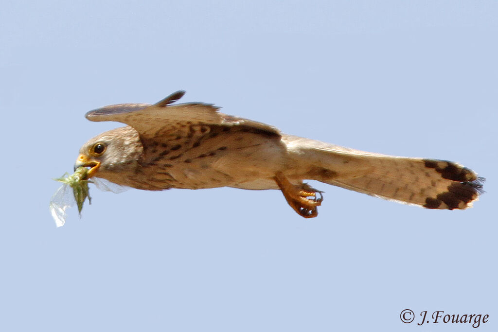 Lesser Kestrel female adult, identification, Flight, feeding habits, Reproduction-nesting