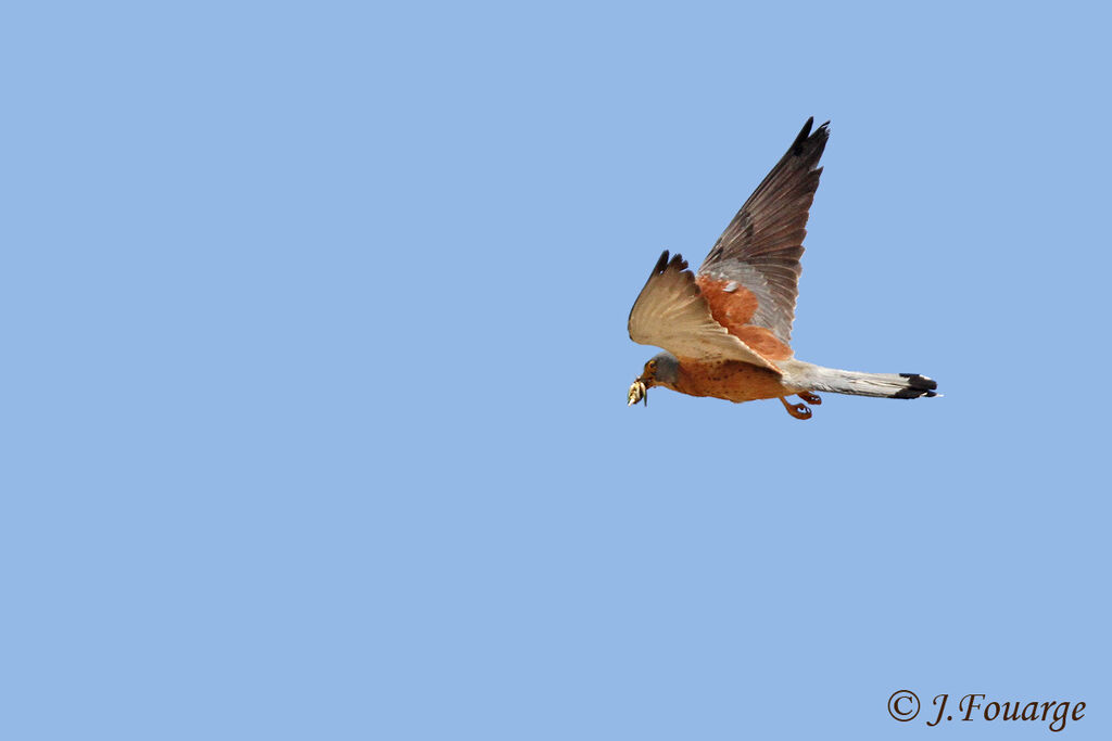 Lesser Kestrel male adult, Flight