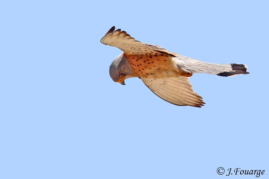 Lesser Kestrel male adult, Flight