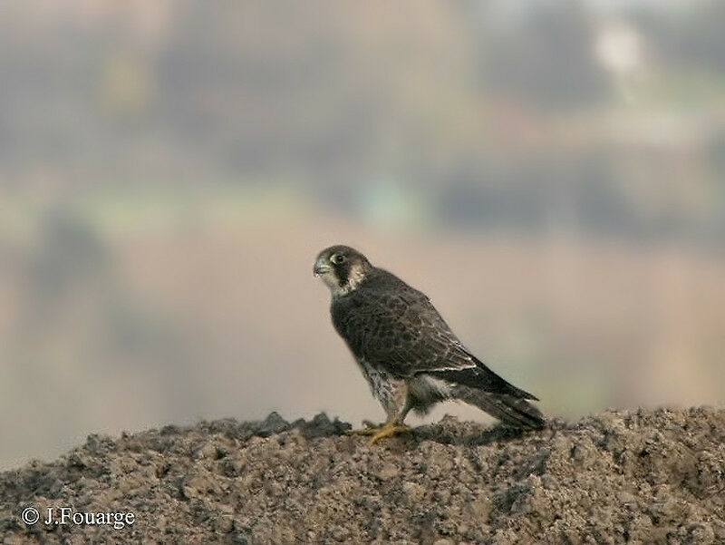 Peregrine Falcon