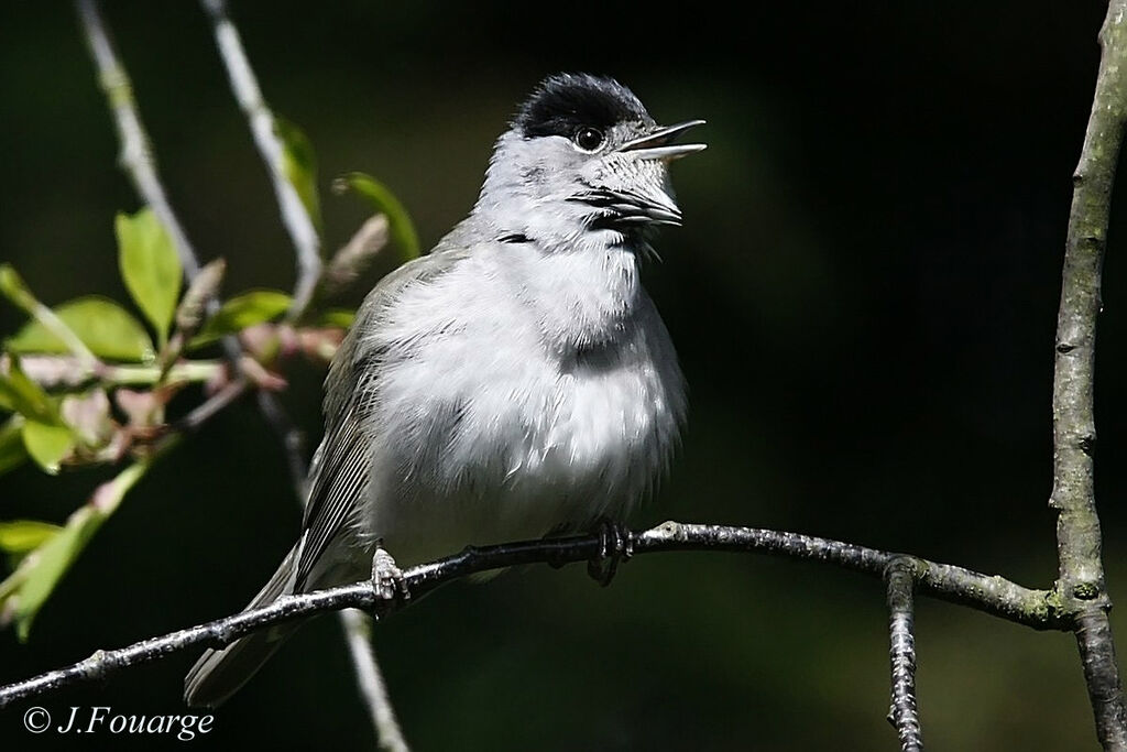 Eurasian Blackcap