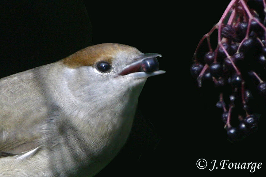 Eurasian Blackcap female