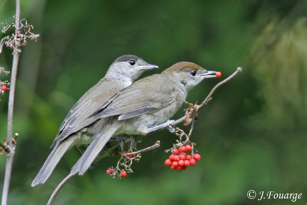 Eurasian Blackcap, identification, feeding habits