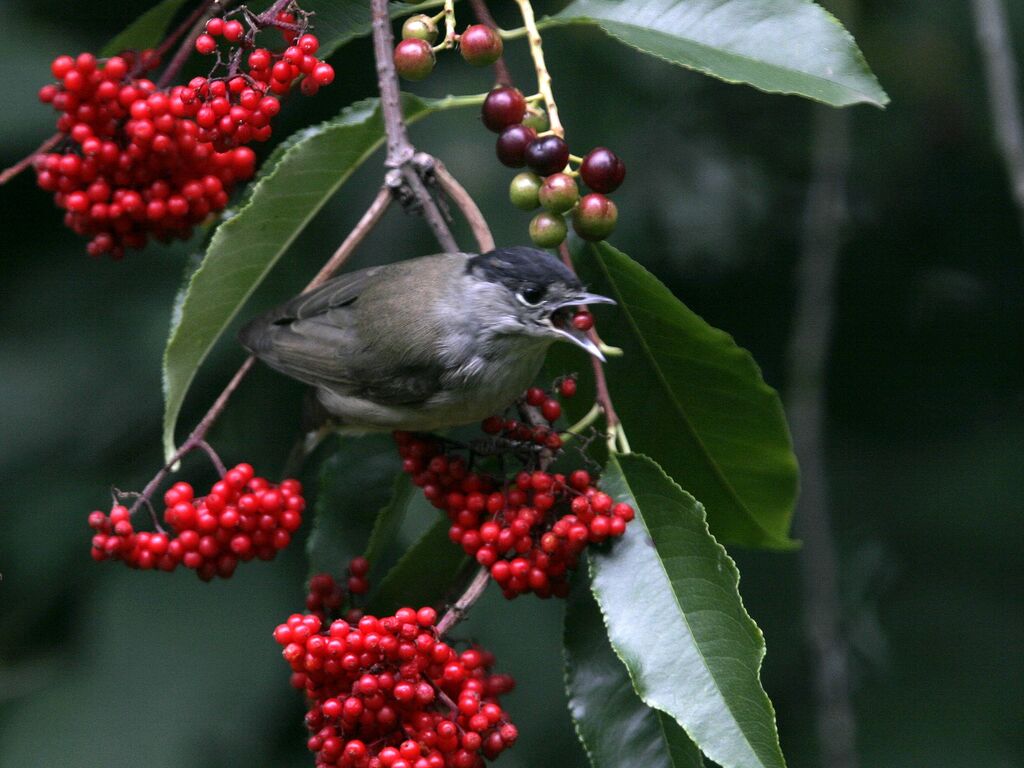 Eurasian Blackcap