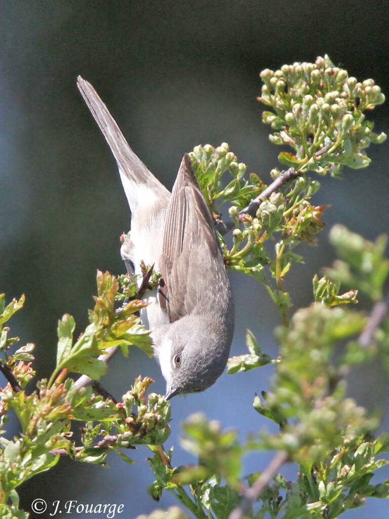 Lesser Whitethroat male adult, identification, feeding habits, Behaviour