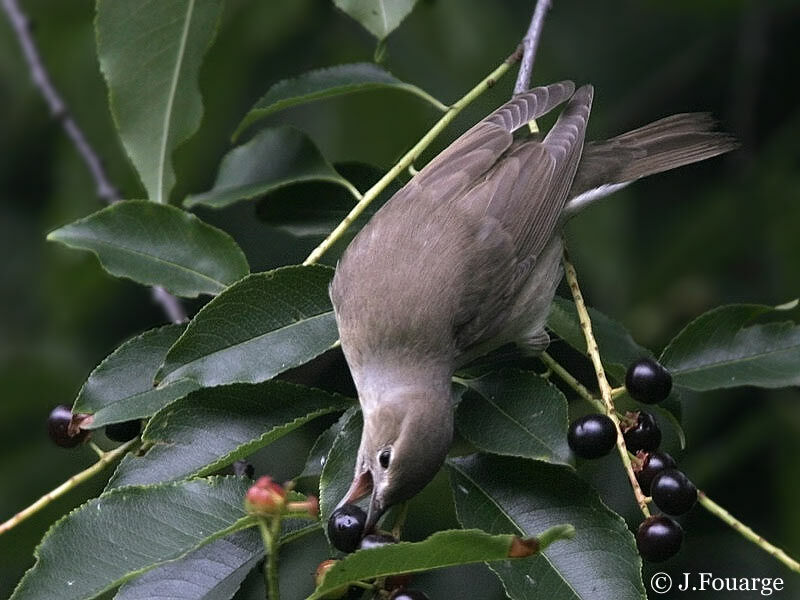Garden Warbler