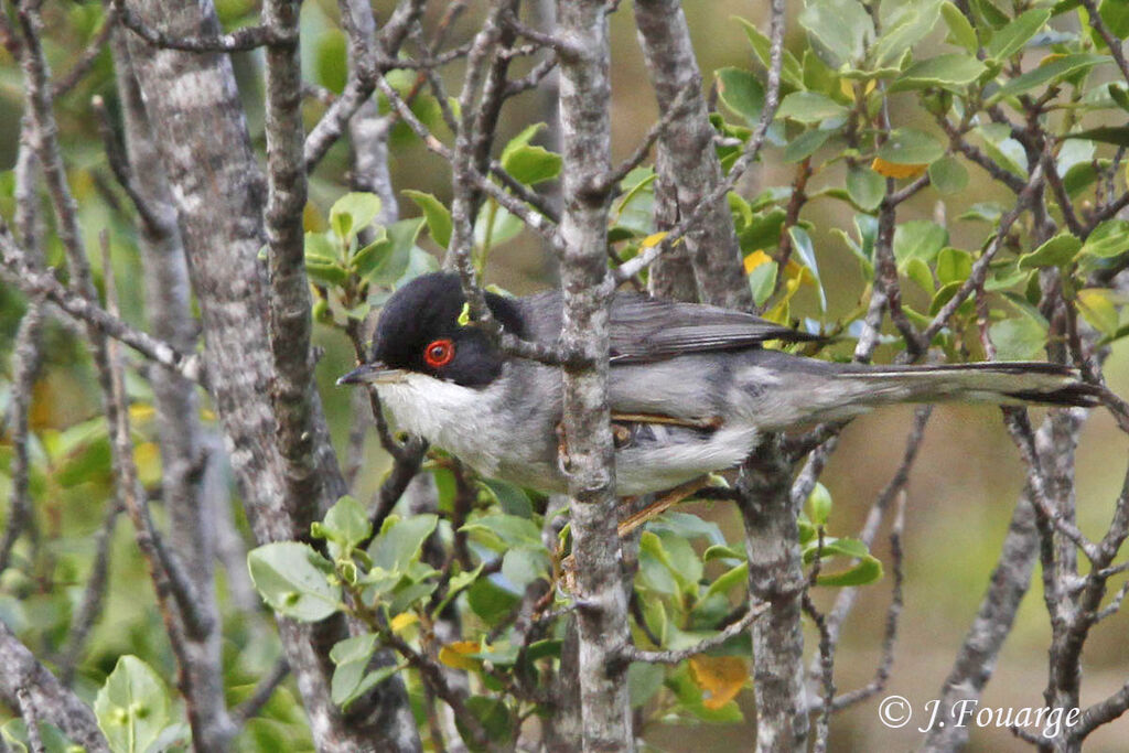 Sardinian Warbler male adult, identification