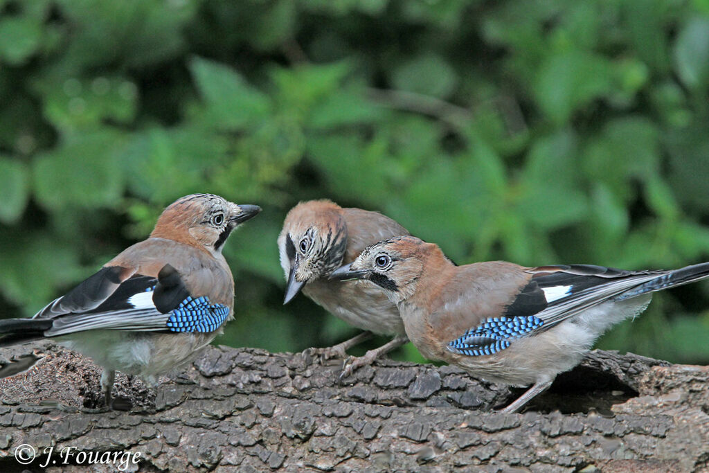 Geai des chênes, identification, Comportement