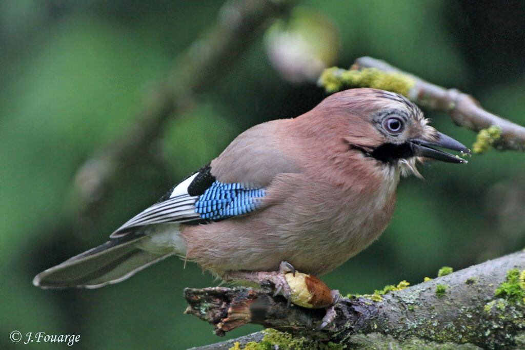 Geai des chênes, identification, régime, Comportement