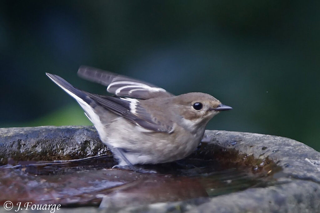 European Pied Flycatcher