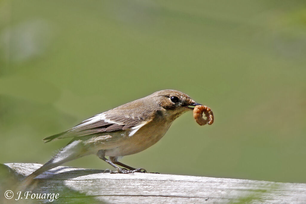 European Pied Flycatcher