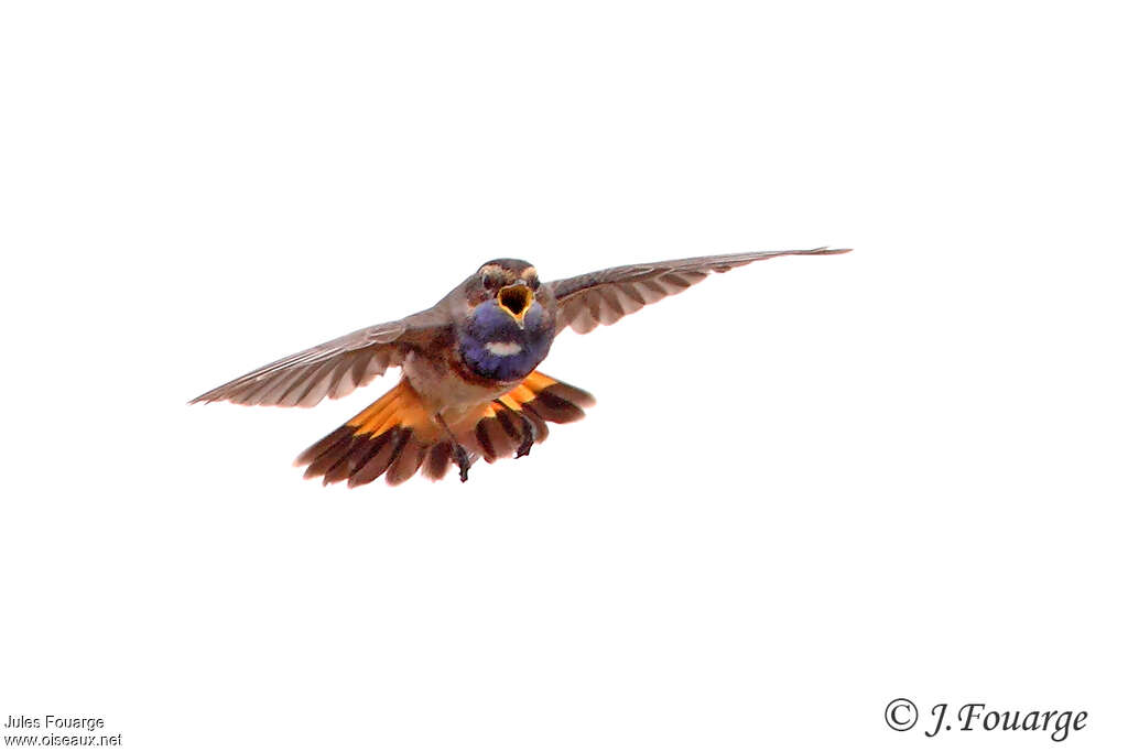 Bluethroat male adult breeding, Flight, song