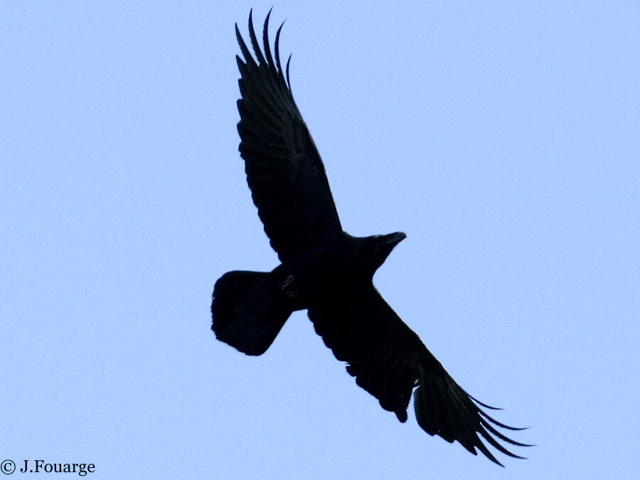 Grand Corbeau
