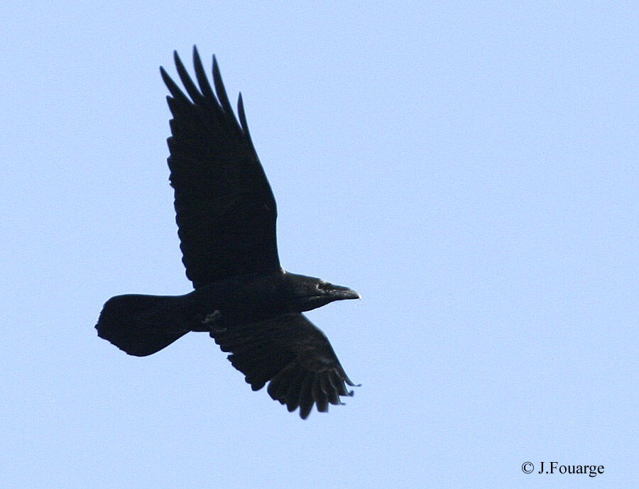 Northern Raven