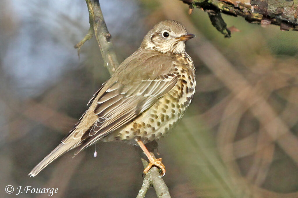 Grive draine, identification, régime, Comportement