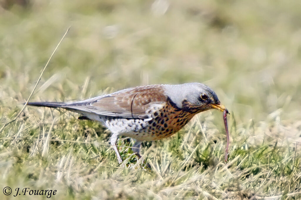 Fieldfareadult, feeding habits, Behaviour
