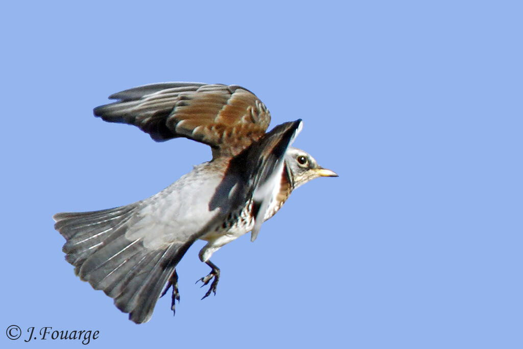 Fieldfare, Flight