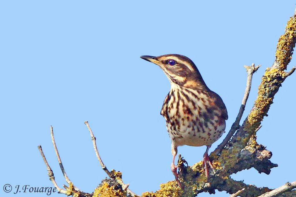 Grive mauvis, identification