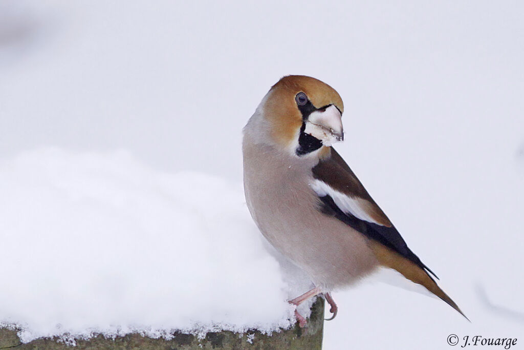 Grosbec casse-noyaux mâle, identification