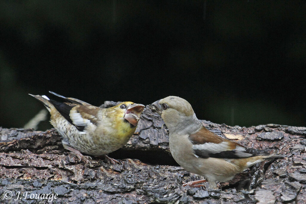 Grosbec casse-noyaux mâle juvénile, identification, Comportement
