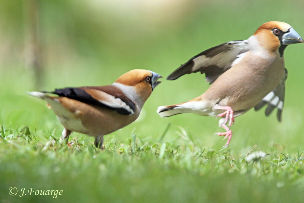Grosbec casse-noyaux mâle adulte, identification, Comportement