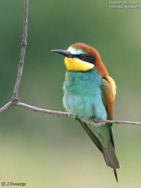 European Bee-eater