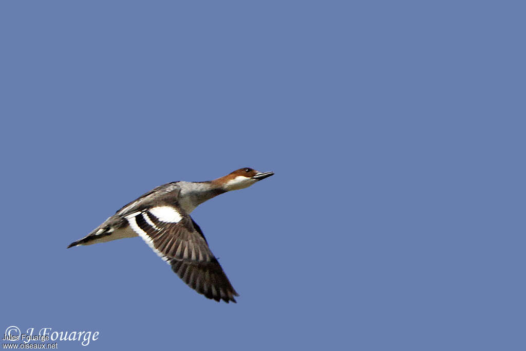 Smew female, Flight