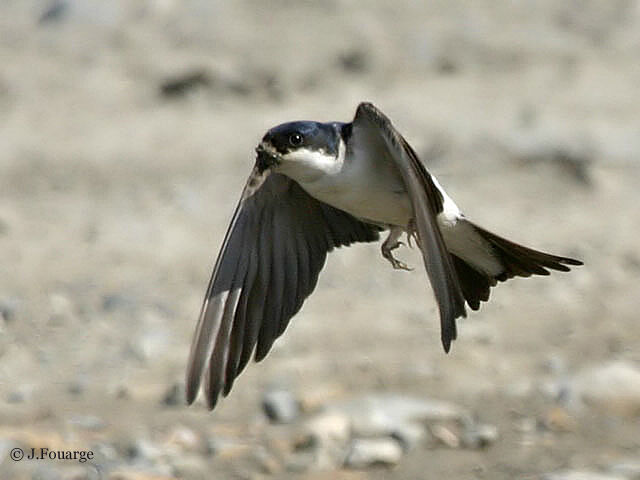Hirondelle de fenêtre
