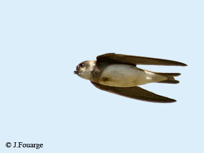Sand Martin