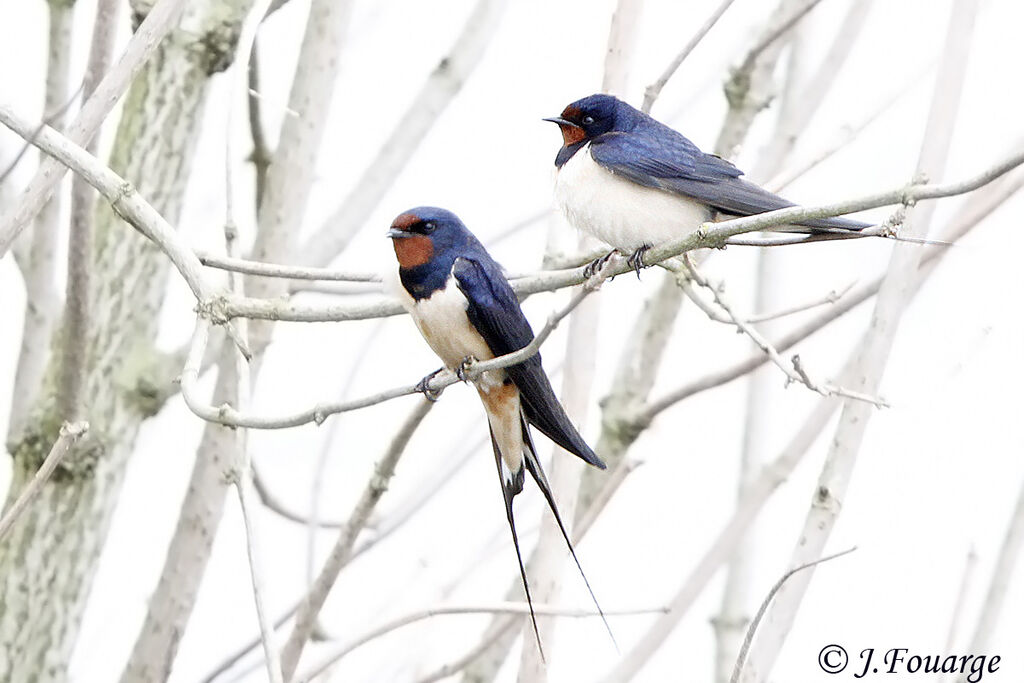 Barn Swallow, identification
