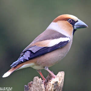 Grosbec casse-noyaux