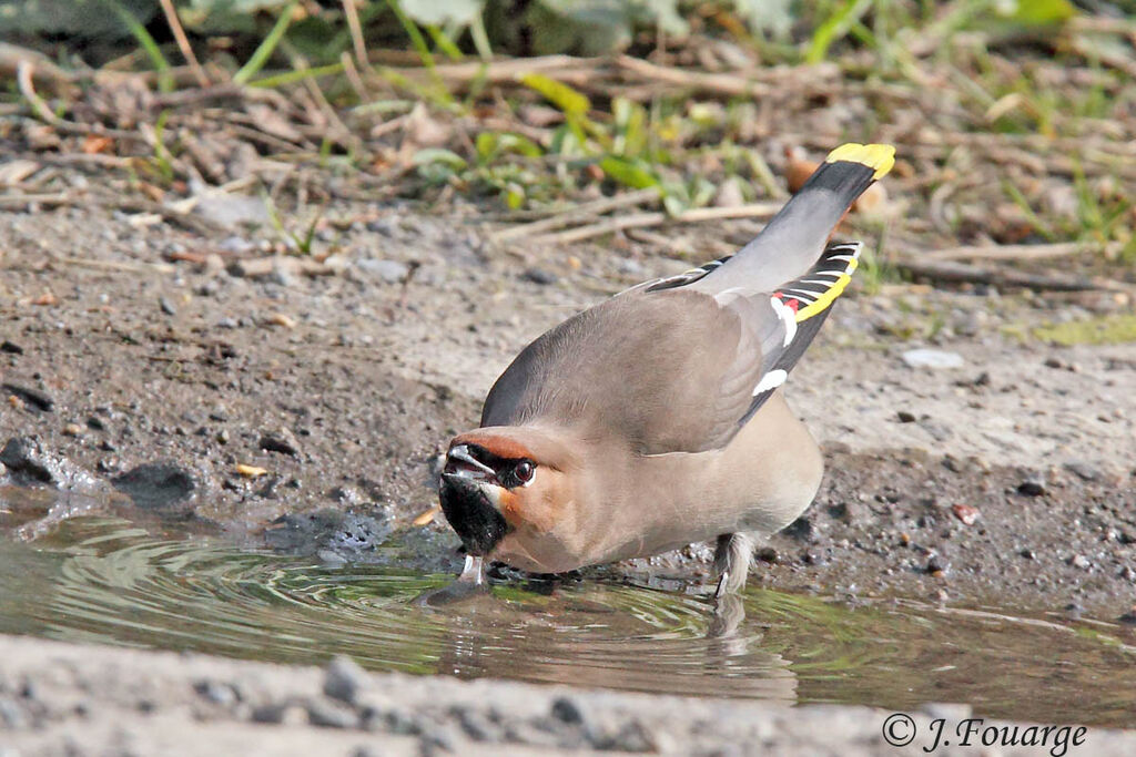 Bohemian Waxwing
