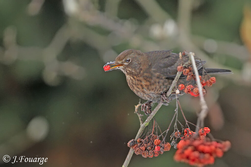 Common Blackbird female juvenile, identification, feeding habits