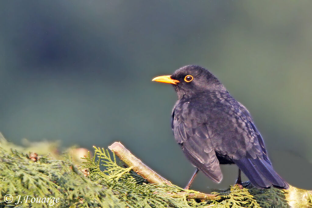 Common Blackbird male adult, identification
