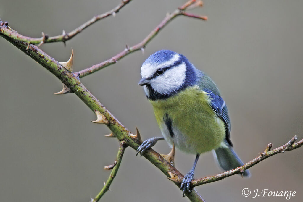 Eurasian Blue Tit