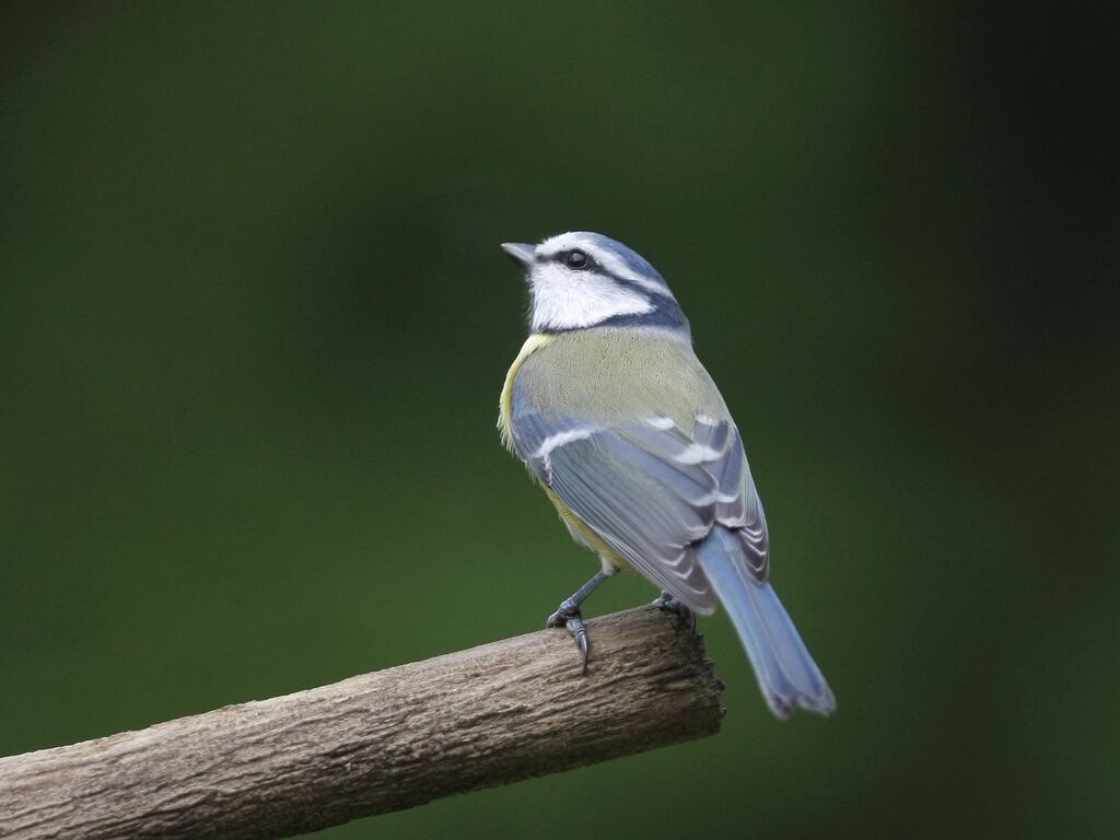 Mésange bleue