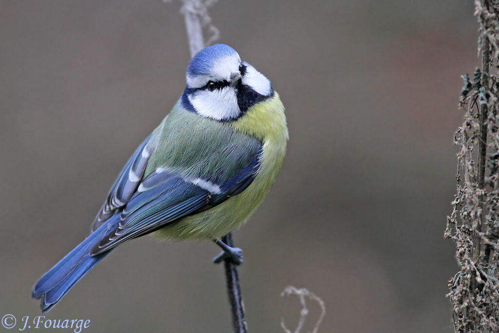 Eurasian Blue Titadult, identification