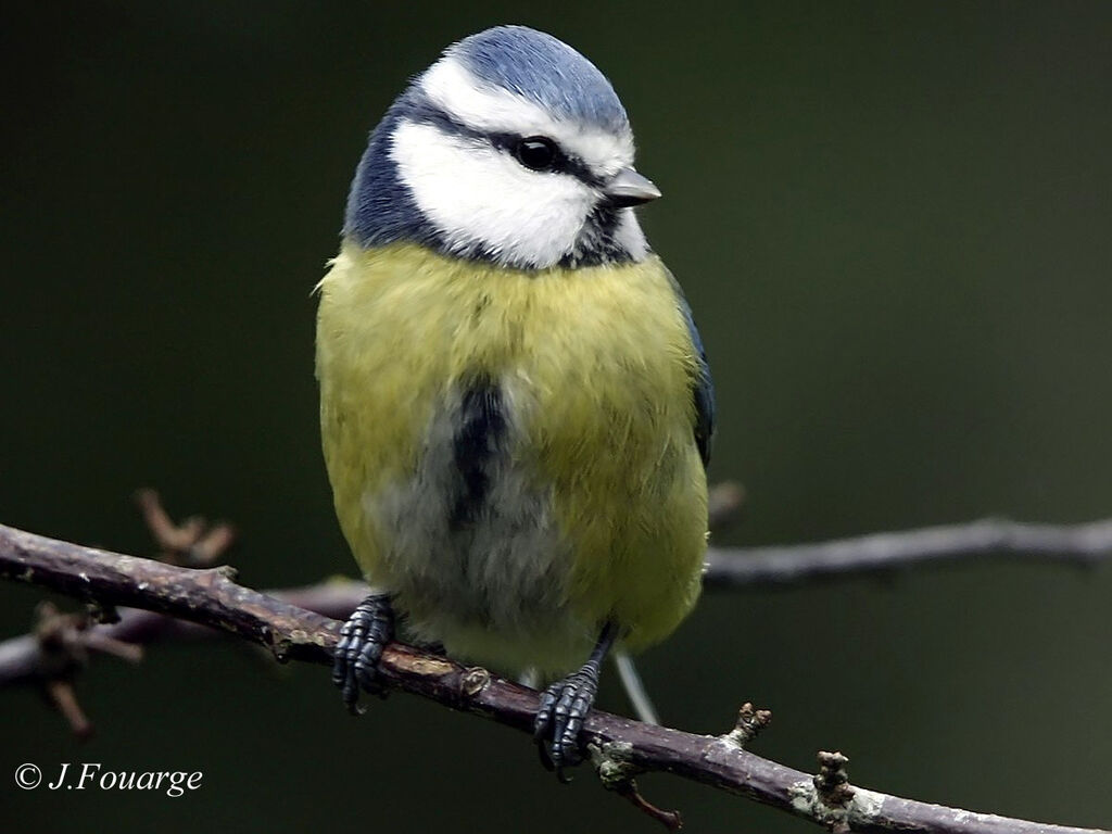 Mésange bleueadulte