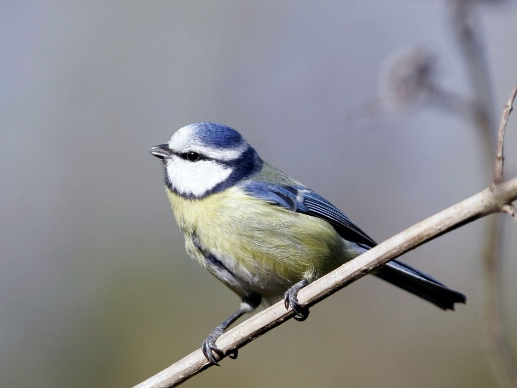 Eurasian Blue Titadult, song