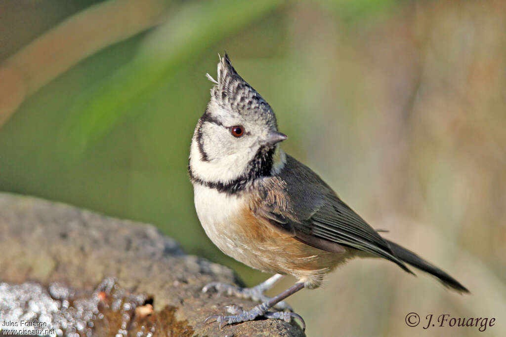 Crested Titadult, identification