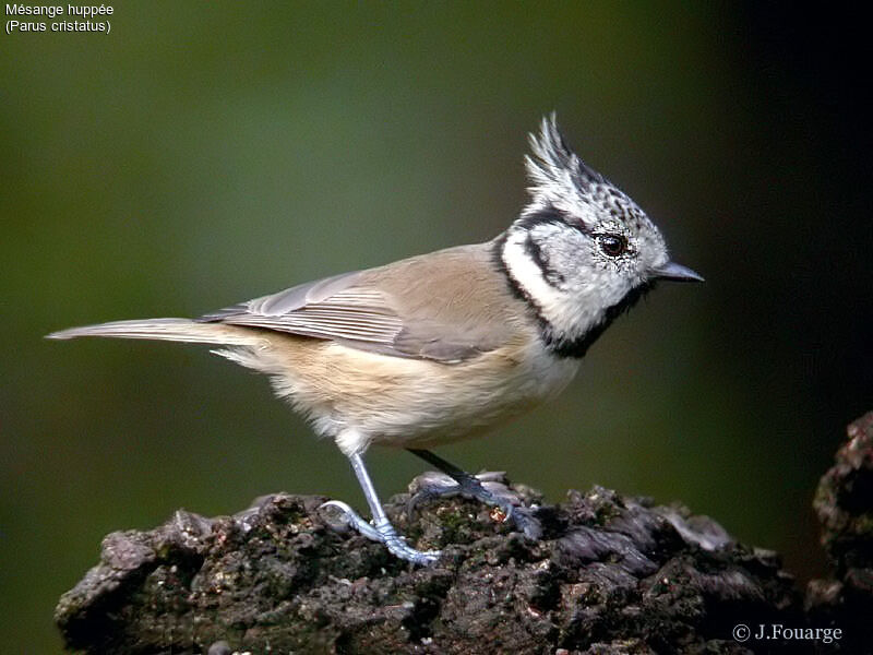 Mésange huppée
