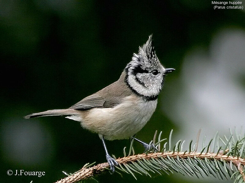 Mésange huppée