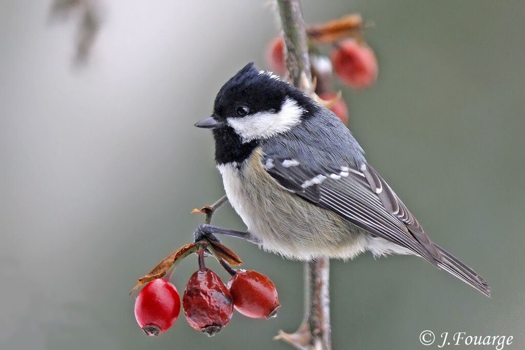 Mésange noire