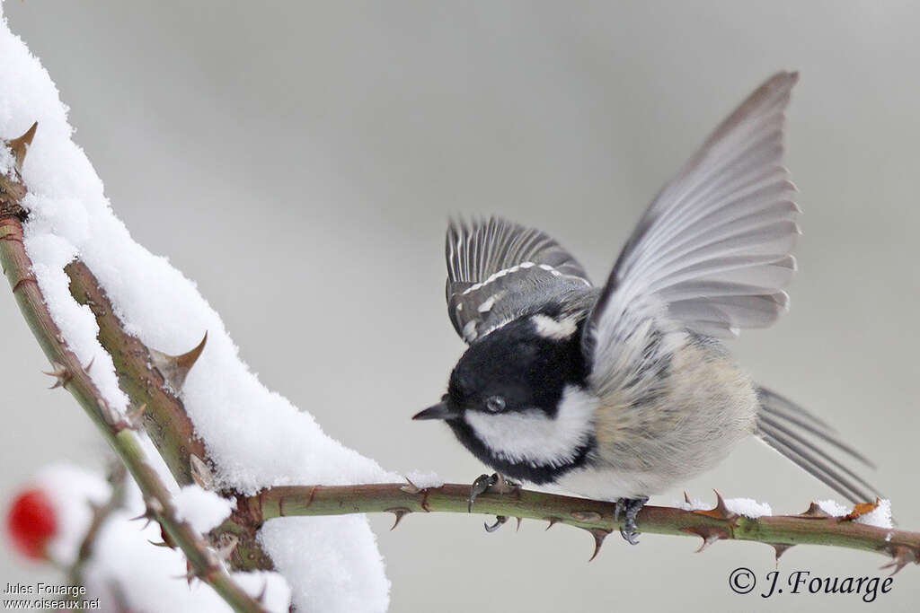 Mésange noireadulte, Vol