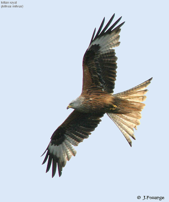 Red Kite