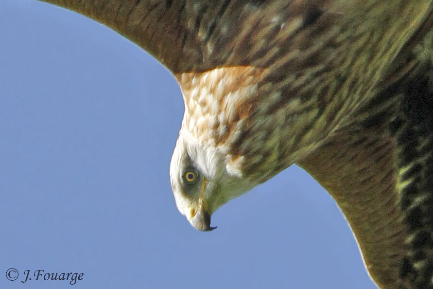 Red Kitejuvenile, identification
