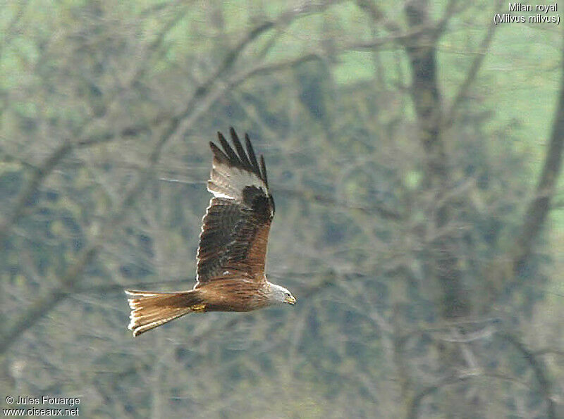 Red Kite