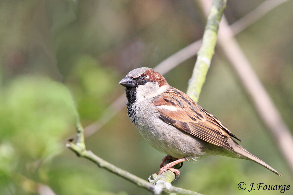 Moineau domestique mâle adulte, identification